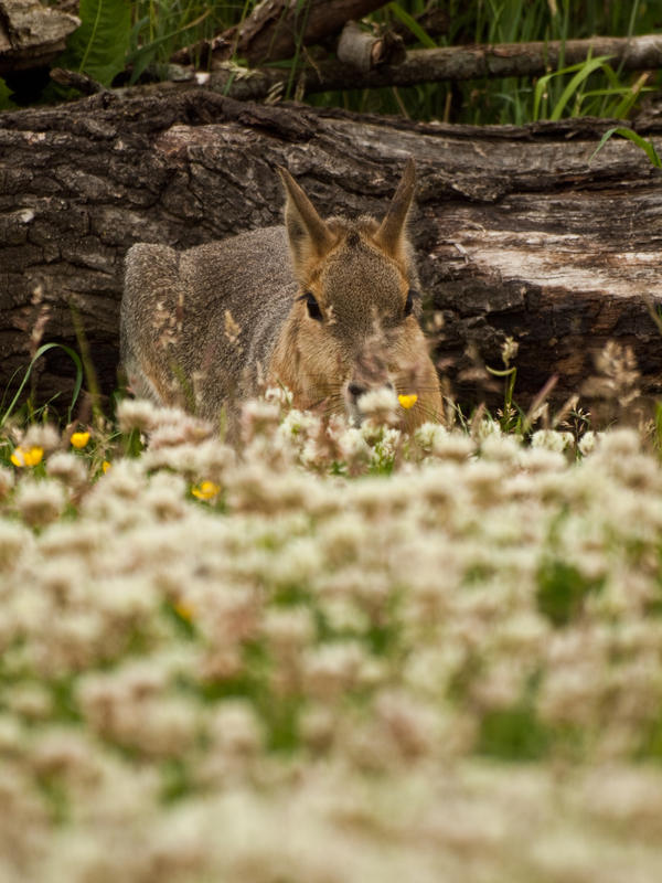 Patagonian Mara 00 - Jun 13