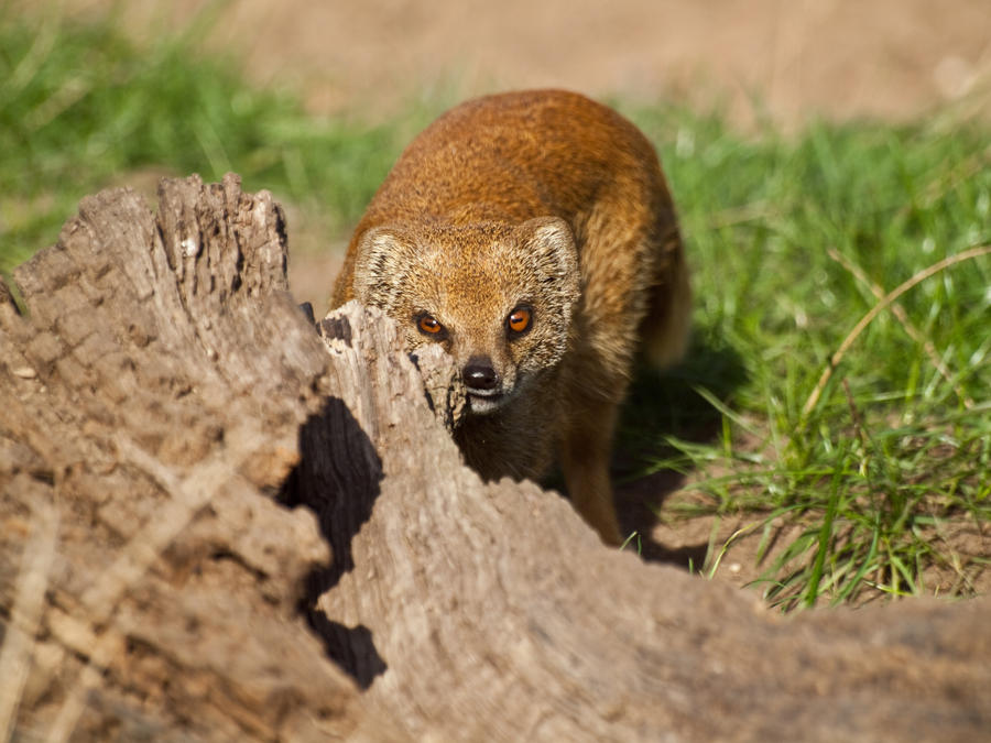 Yellow Mongoose 00 - Sep 13