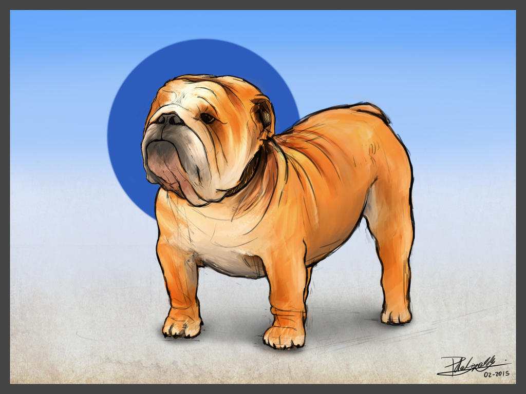 Bulldog STUDY