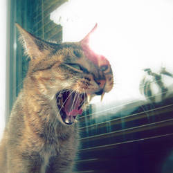 'Yawn...