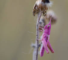 albino grasshopper