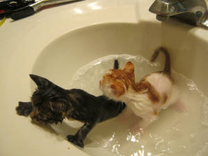 Kittens first bath