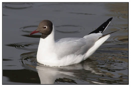 mouette rieuse