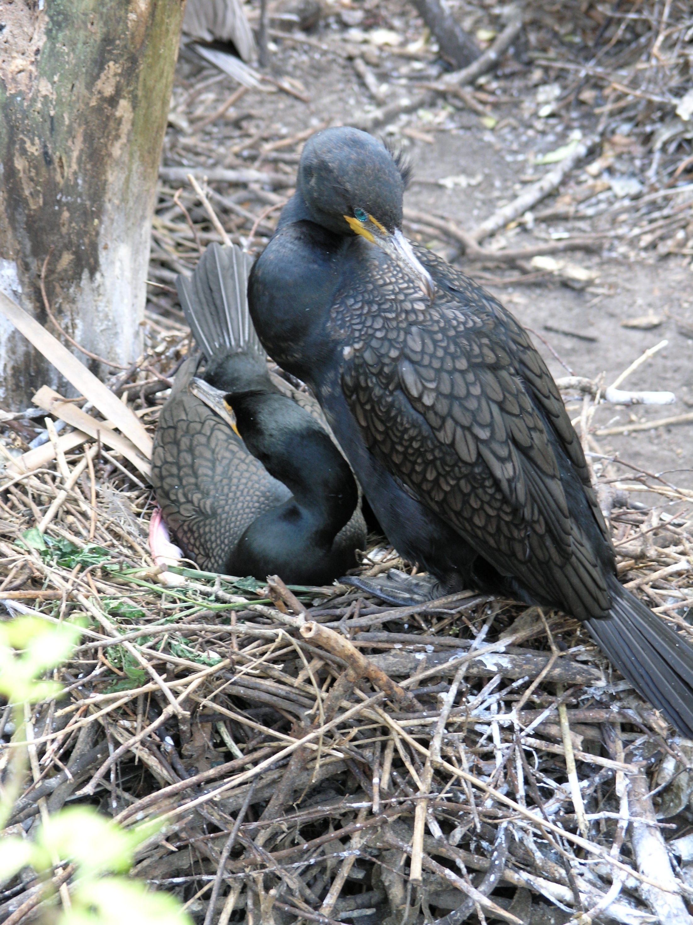 Nesting Birds