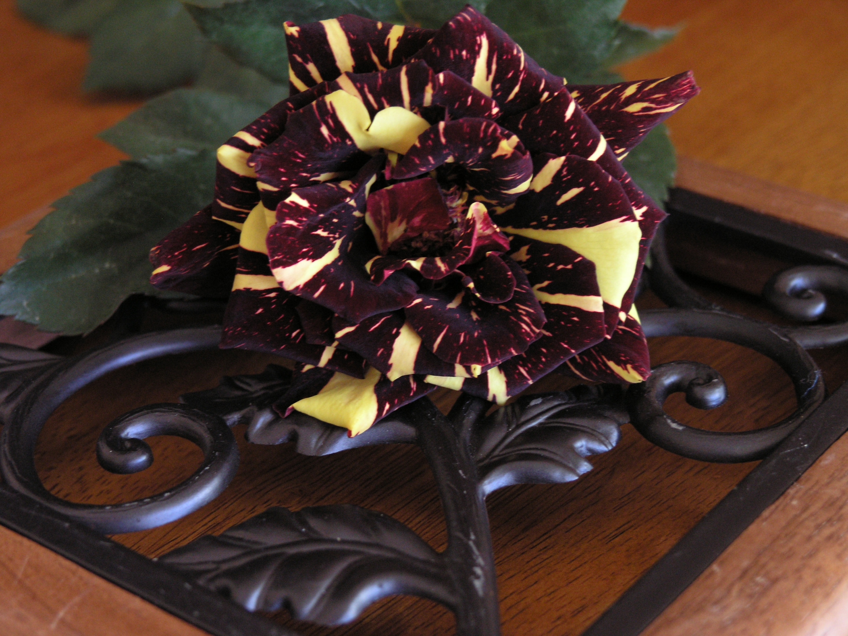 Rose on Iron Scrollwork by Limner-stock