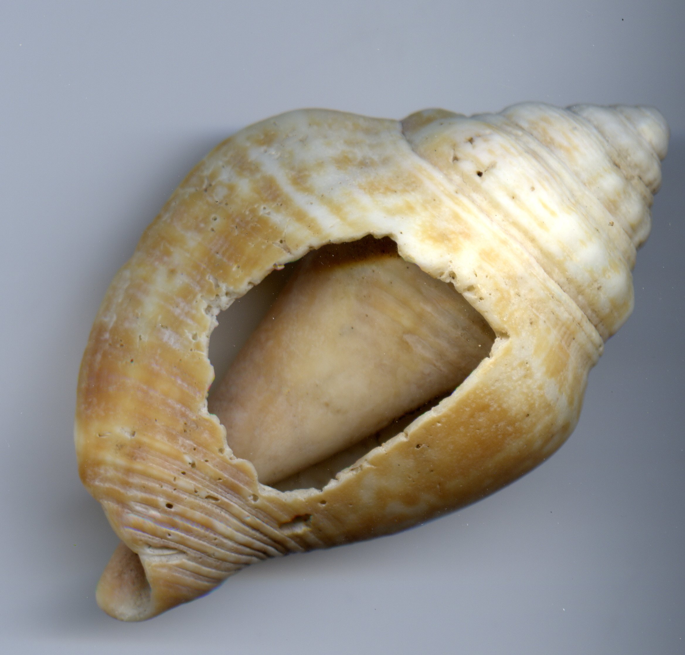 Stock Broken Spiral Shell