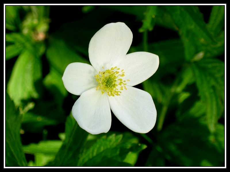 Tiny White Flower