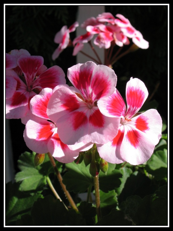 Geranium