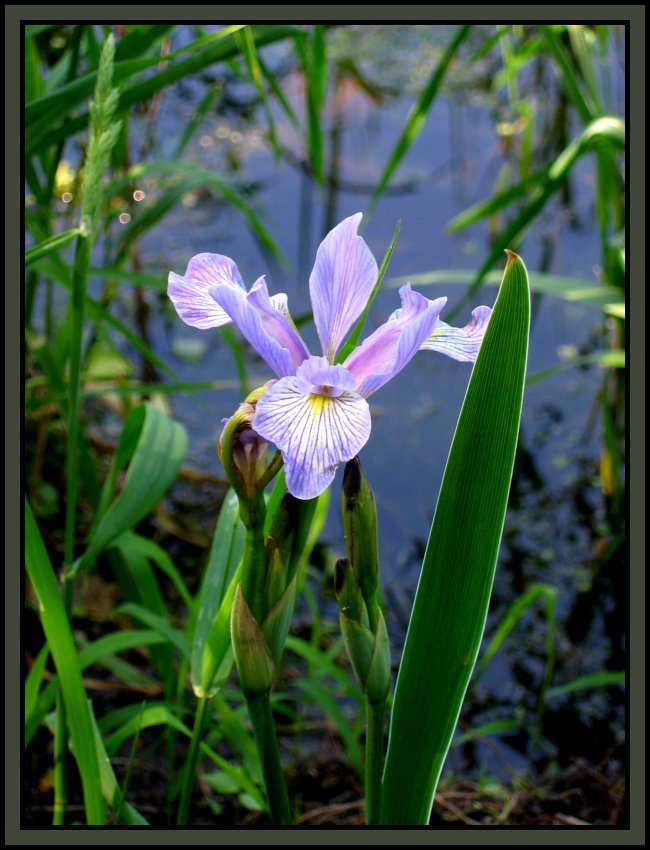 Purple Iris