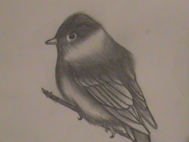 Realistic Bird Drawing By Midnightmoon7 On Deviantart Realistic Bird Drawing By Midnightmoon7 On Deviantart