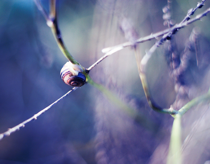 Snail amongst grass