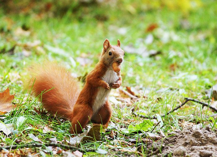 Autumn Squirrel