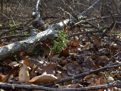 Green in the Winter - Session's Woods, CT