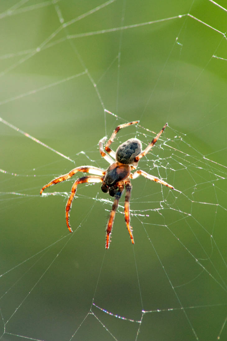 Spring Insects Spider Spring Spider no.1 by flamingplatypus on DeviantArt