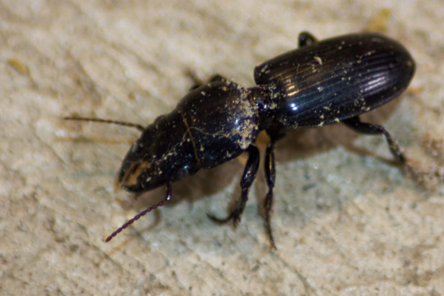Pinched Insect Pinching Beetle no.2 by flamingplatypus on DeviantArt