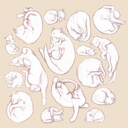 Sleeping cats sketches