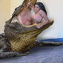 Alligator attack!