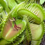 Caught in a Venus Fly Trap