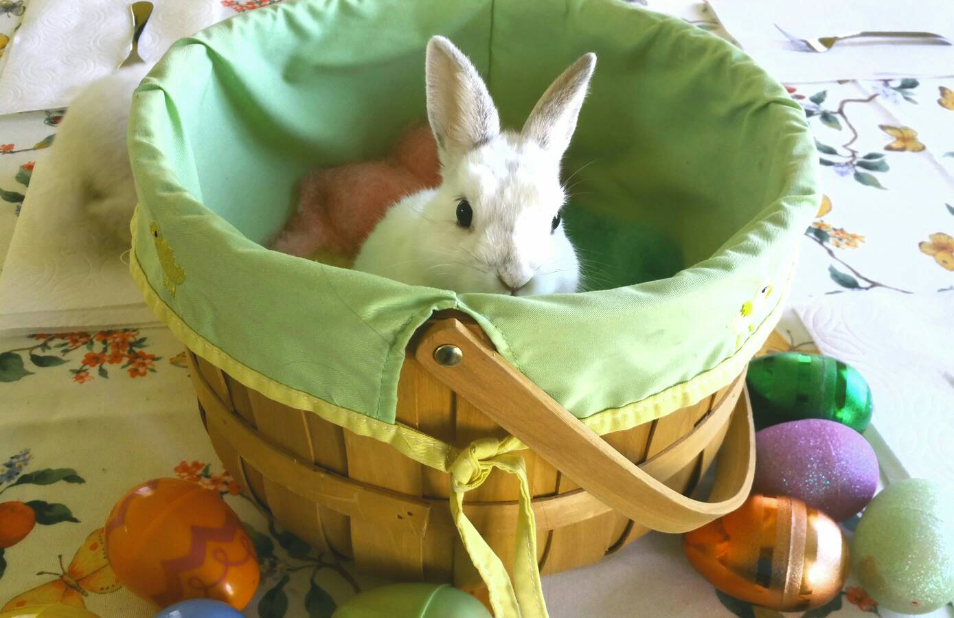 Adeline In The Easter Basket