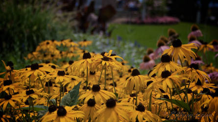 Sunflowers at the Falls