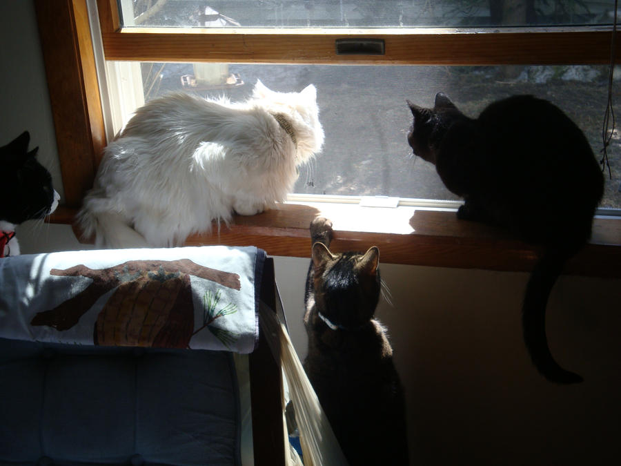 Window Watchers by kittenfuzzy on DeviantArt