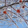 Cherry Icicles