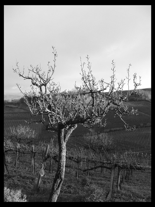 Lonely tree