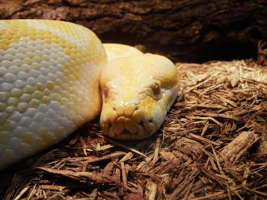 Burmese Python by epona11 on DeviantArt