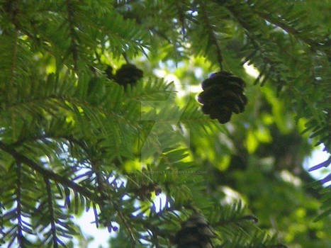 Mini Pinecones