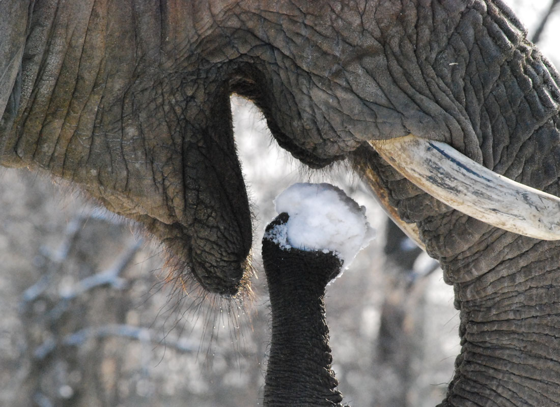 elephant fun