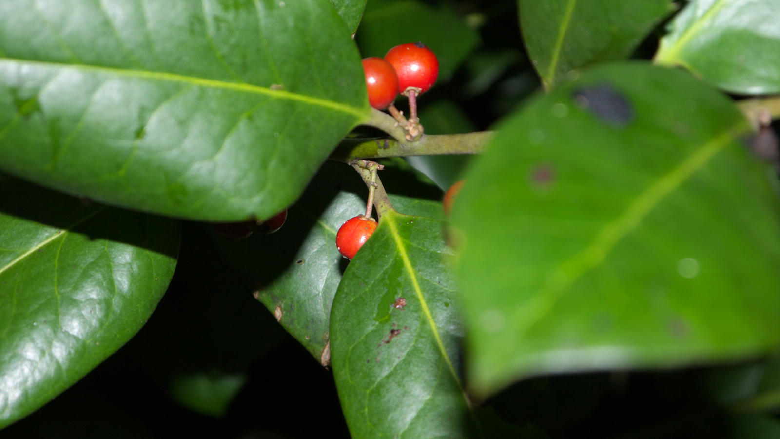 Some Berries