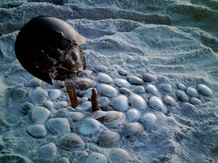 Shell Gravestone Shell Graveyard by m3grac3 on DeviantArt