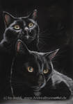 black cat by Drehli