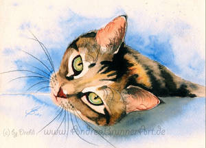 Cat watercolor by Drehli