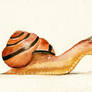 snail in watercolor