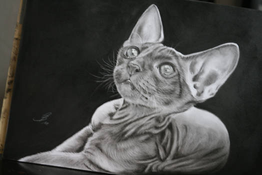 cat in charcoal