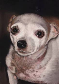 chihuahua in pastel