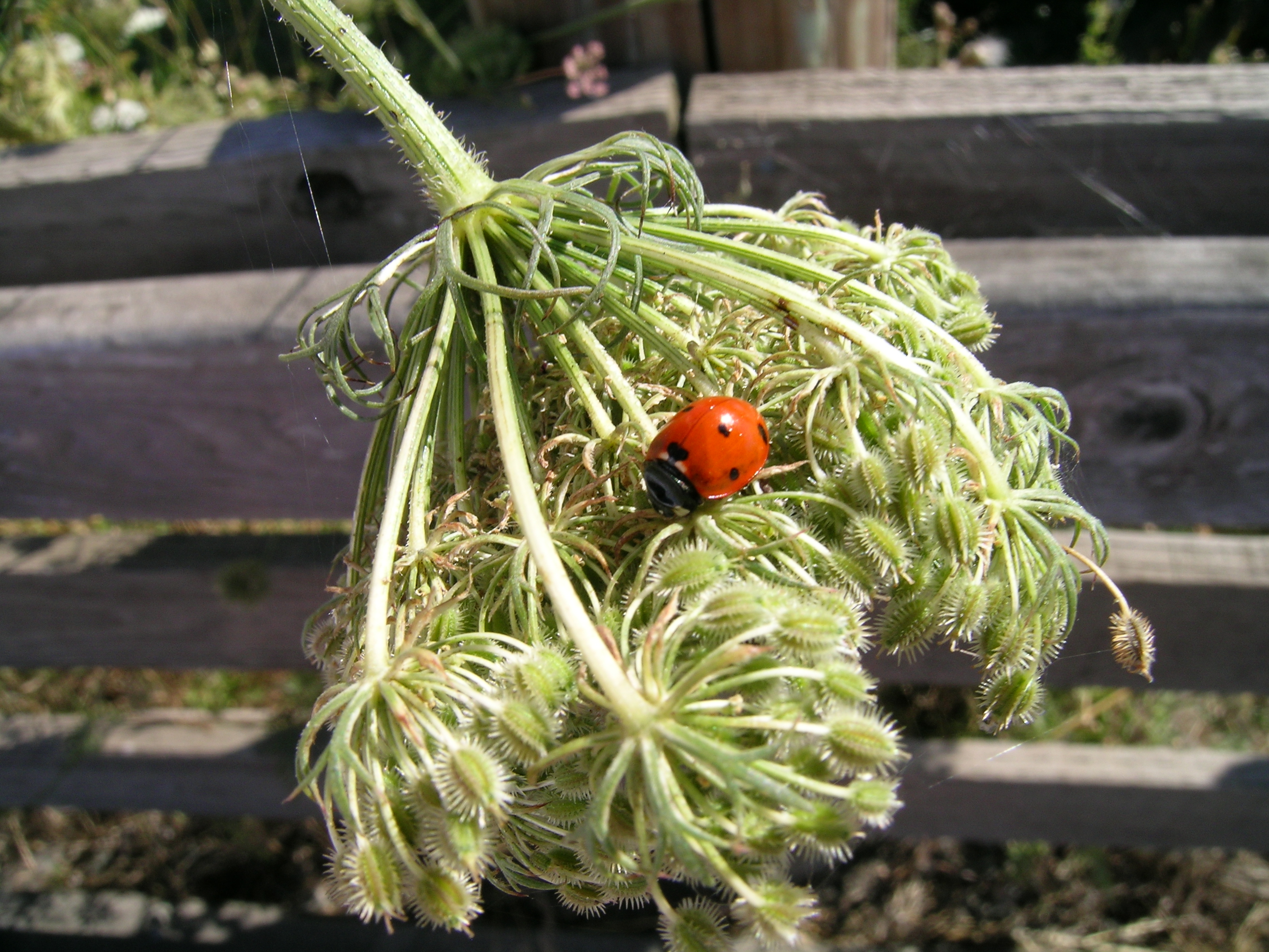 Ladybug