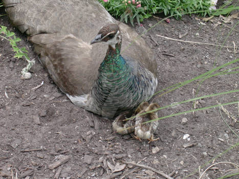 Family Day at the Zoo