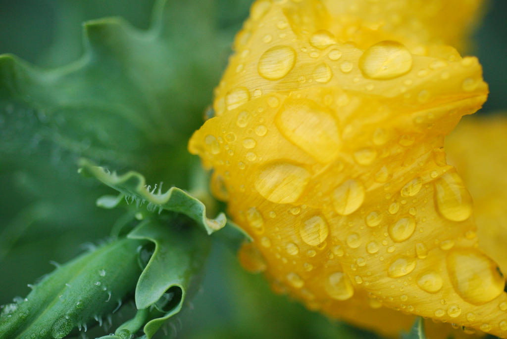 Just  a yellow poppy