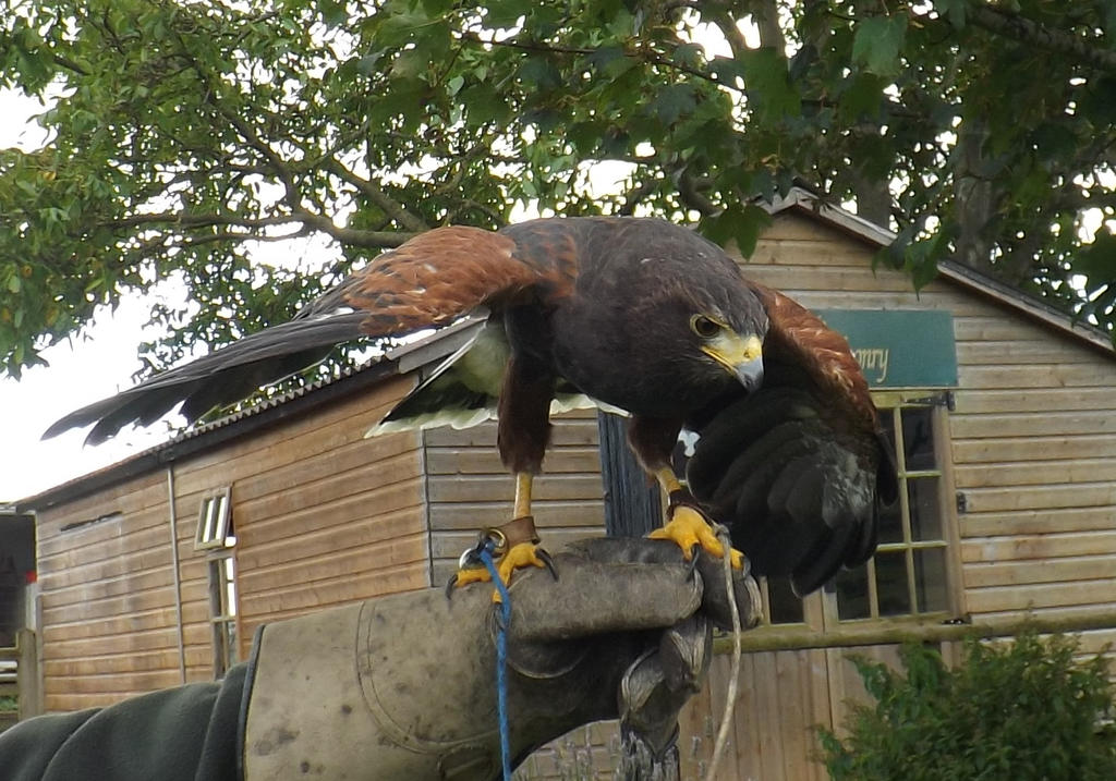 Harris hawk