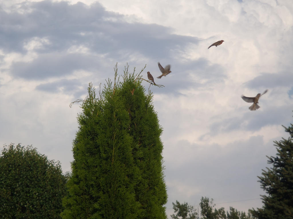 In Flight