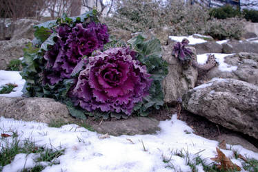 Cabbage Like Flower.