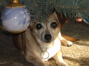 Christmas Dog by mutantapk Christmas Dog by mutantapk