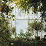 Overgrown Plants Greenhouse.