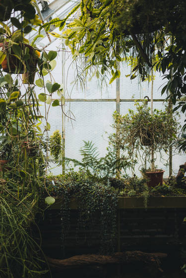 Overgrown Plants Greenhouse.