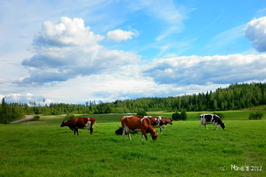Finnish Countryside by Mandi98