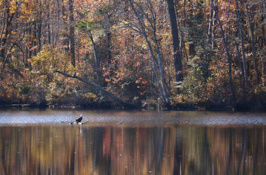 Autumn Eagle