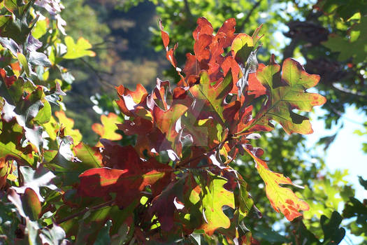 Fall Plants