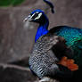 Peacock-1